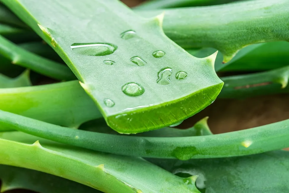 Urea & Aloe Vera